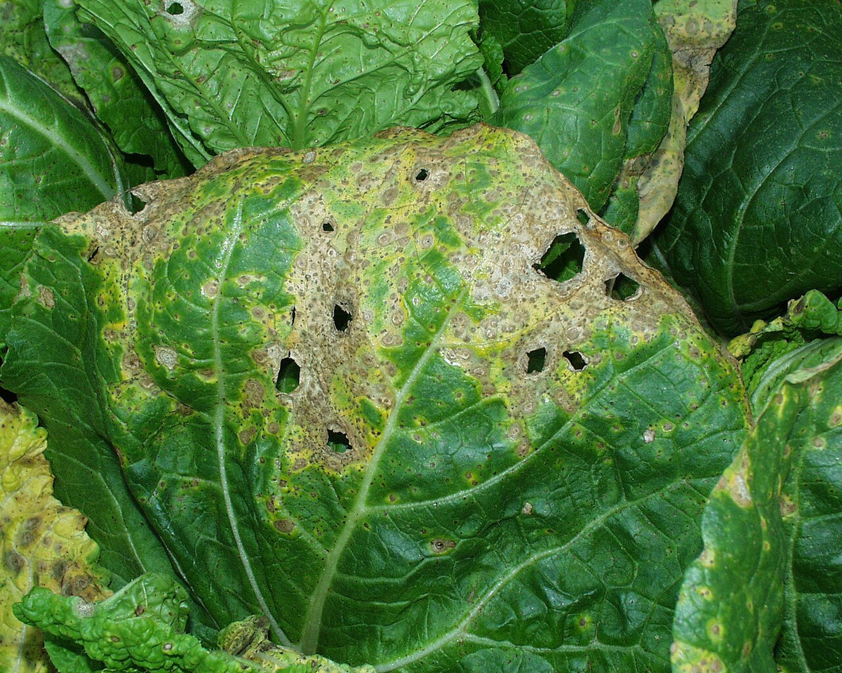 Chinese cabbage leaf with many round brown Alternaria spots with rings and yellow edges, some joined into large dead patches with holes
