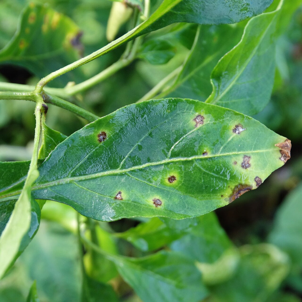 Capsicum leaf with bacterial leaf spot: small dark brown spots, each with a yellow ring around it, scattered over a green leaf