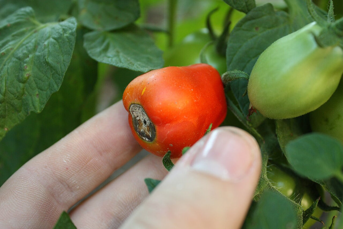 Red tomato fruit on the plant with a sunken, dark brown, leathery patch at the blossom end, a typical sign of blossom end rot