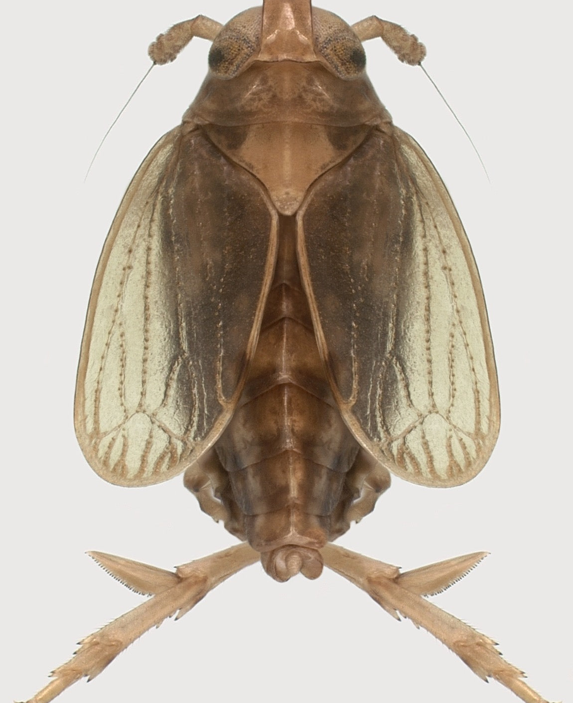 Short-winged adult brown plant hopper (Nilaparvata lugens) of paddy seen from above, brown body with pale wing tips