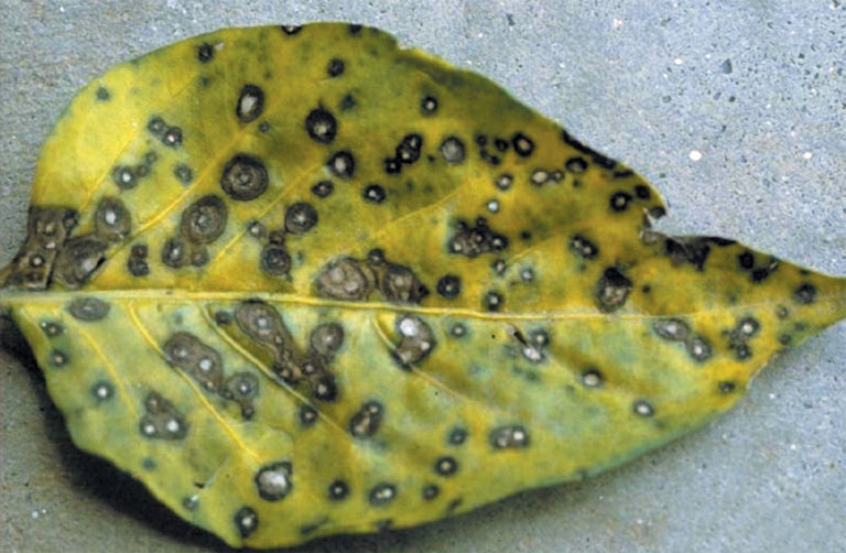 A yellowing capsicum leaf covered in round Cercospora leaf spots, each with a grey or white centre and a dark brown ring, the frog-eye look