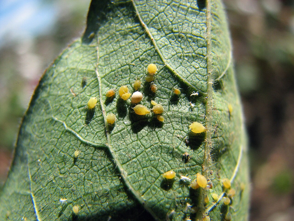 Yellow and green cotton aphids of different sizes on the underside of a cotton leaf