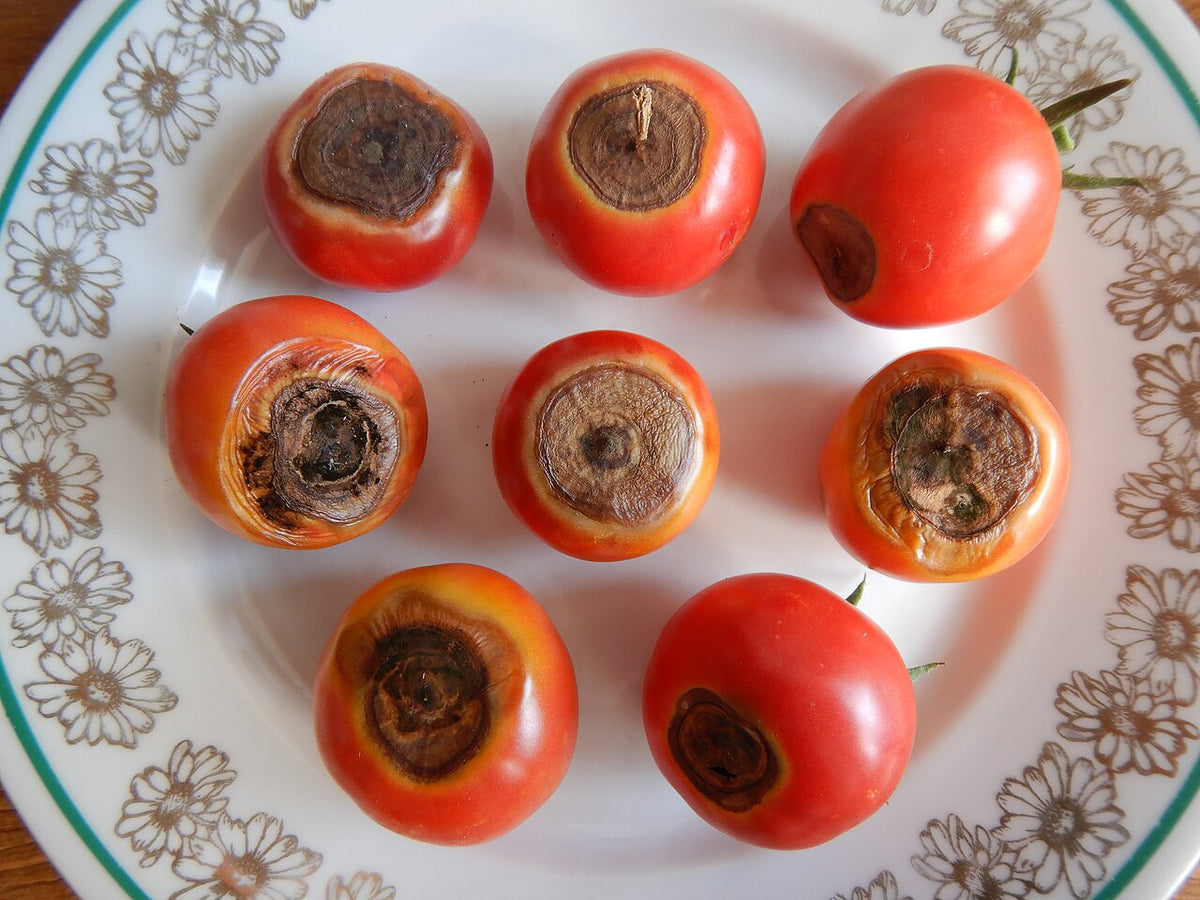 Ripe tomatoes with dark, sunken early blight patches with rings at the stalk end, caused by Alternaria solani