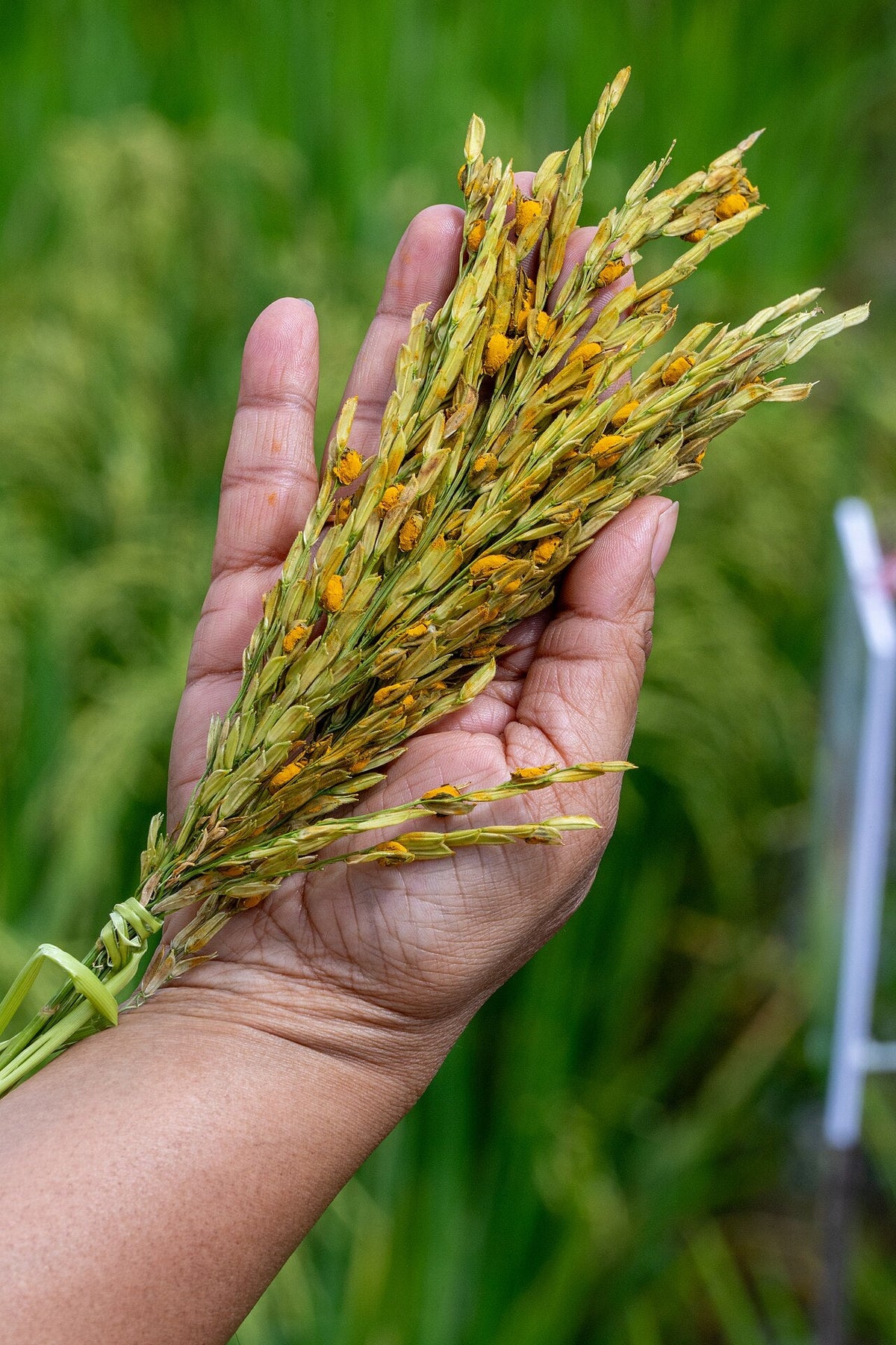 A hand holding several rice ears with many bright orange false smut balls in place of single grains, while most other grains on the ears stay green