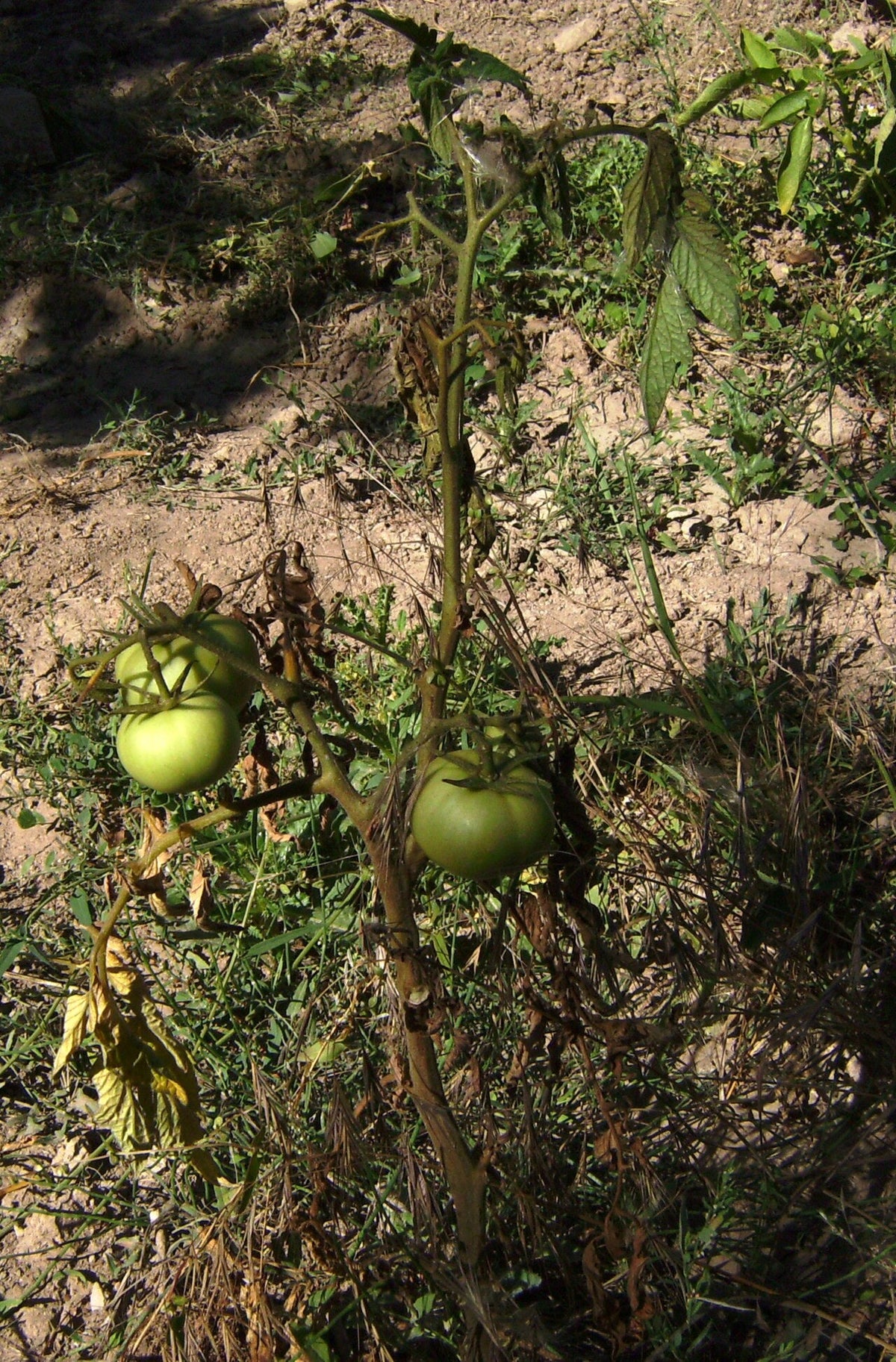 A tomato plant with Fusarium wilt in a dry field: the lower leaves have turned yellow and brown and dried up, the stem has gone brown, and green fruits still hang on the wilting plant