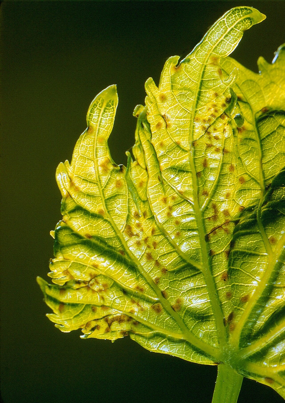 Grape anthracnose (Elsinoe ampelina): many small brown spots on a young grape leaf, lit from behind