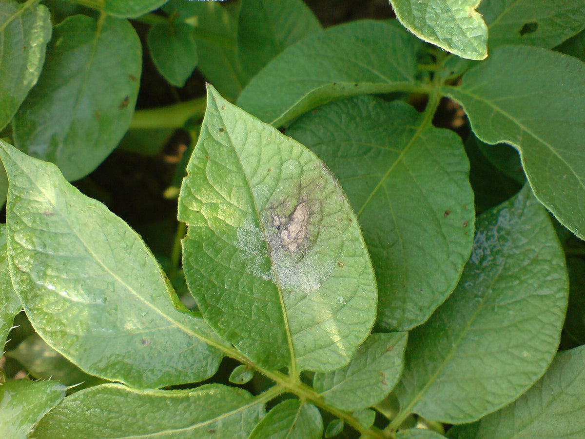Late blight of potato on a leaf: brown dead patch ringed by pale white downy growth of Phytophthora infestans
