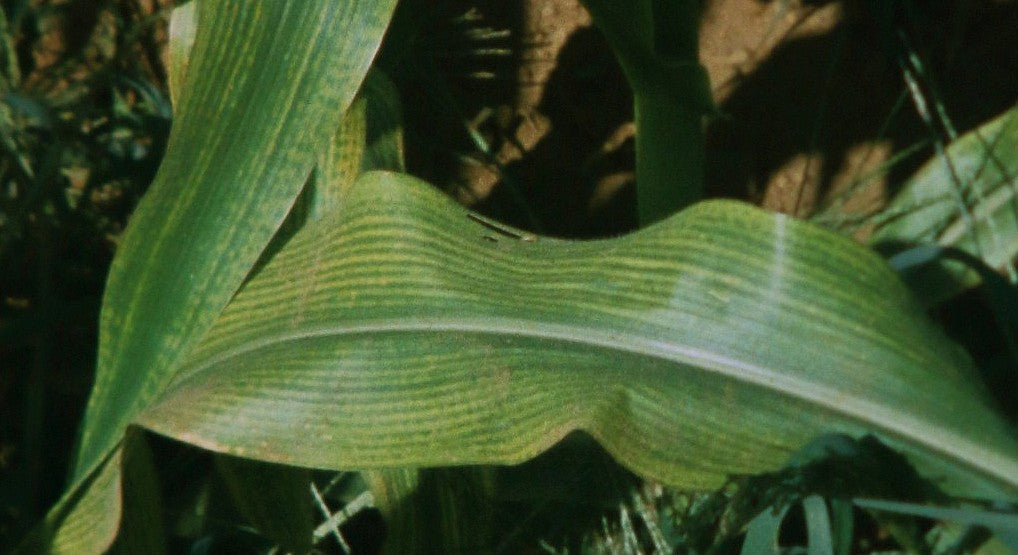 Magnesium deficiency in maize: leaves with pale yellow stripes between green veins along the whole leaf