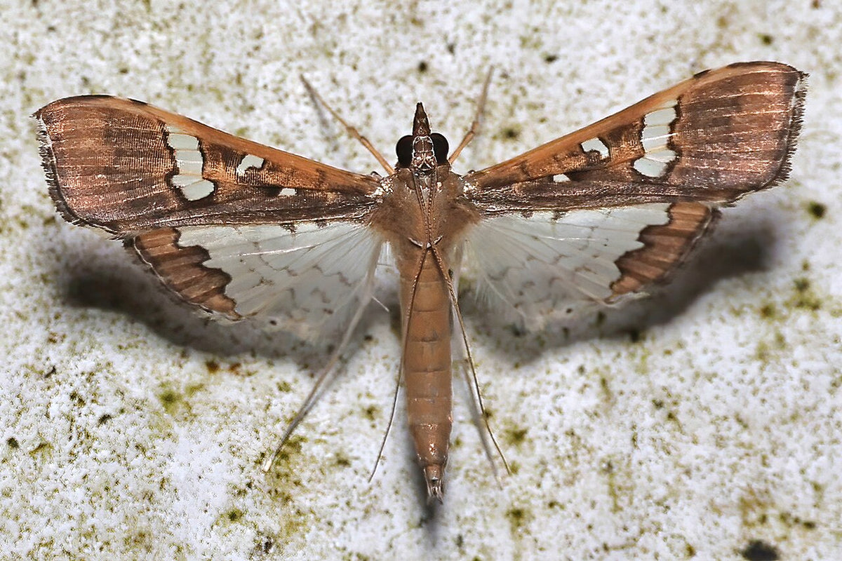 Spotted pod borer moth (Maruca vitrata) resting with wings spread flat, brown front wings with white patches and pale see-through hind wings with a brown edge