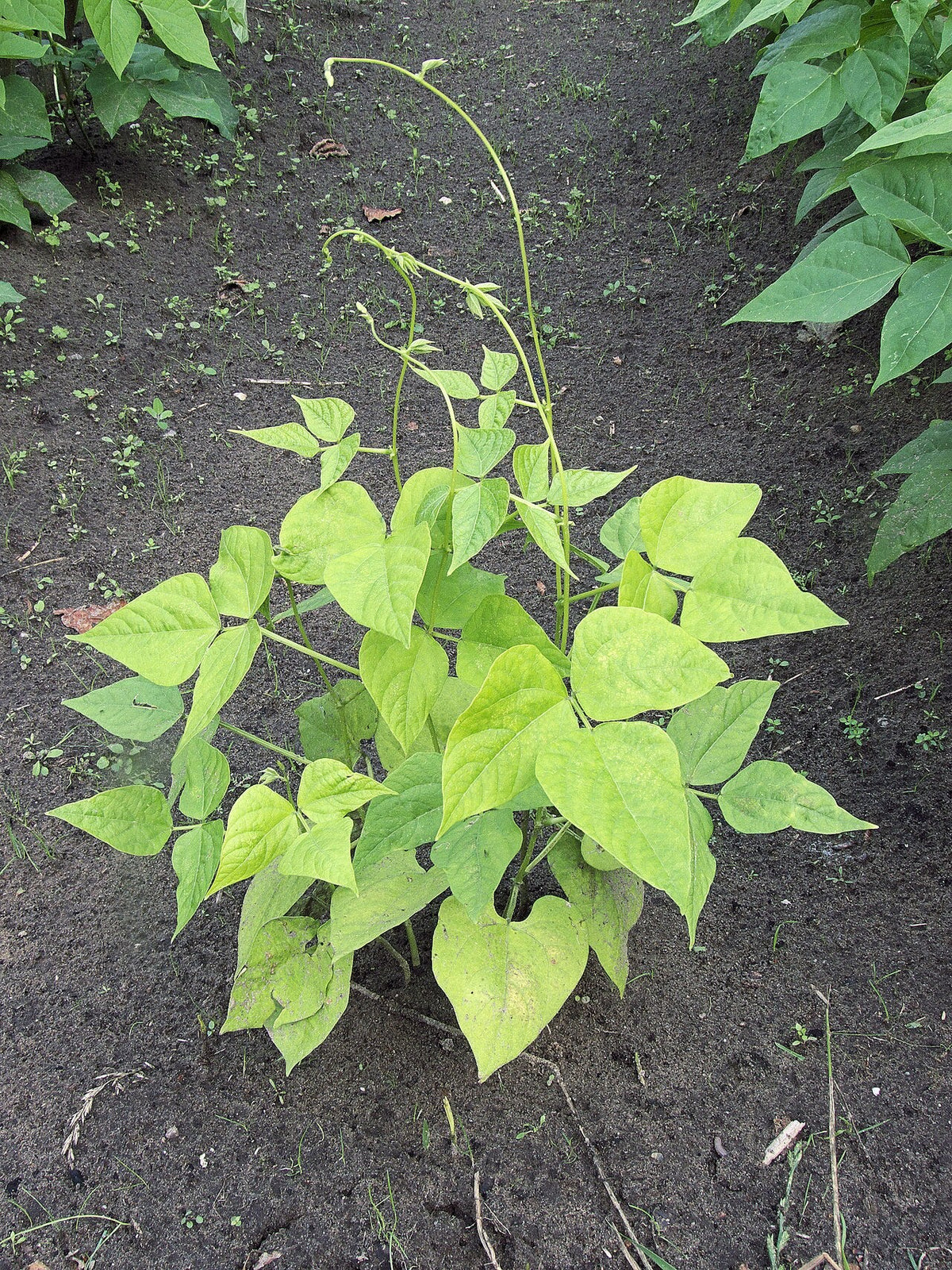 Nitrogen deficiency in a French bean plant: pale yellow-green plant between healthy dark green bean plants