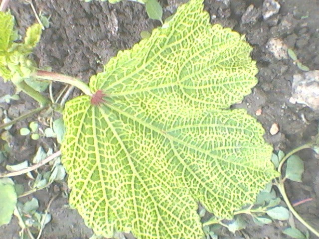Okra leaf with yellow vein mosaic: a fine network of bright yellow veins across a light green leaf