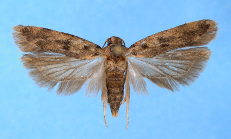 Adult pink bollworm moth (Pectinophora gossypiella), the cotton boll pest, with wings spread, dark spots on greyish-brown front wings and fringed hind wings