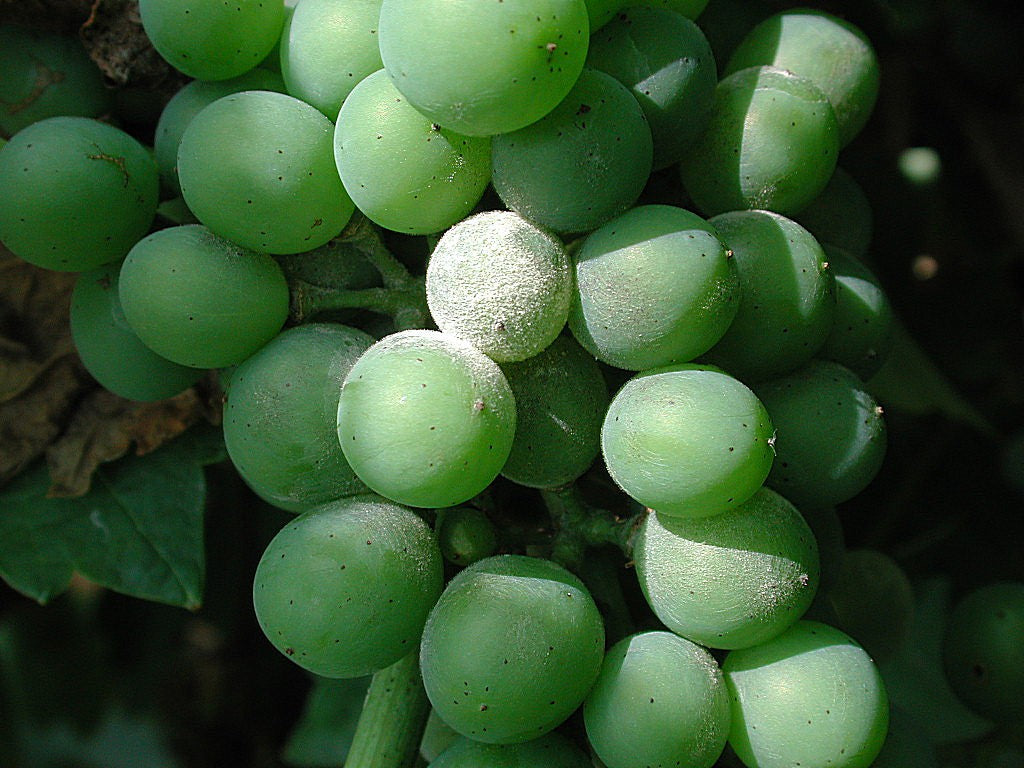 Powdery mildew on grapes: white powder coating some berries in a green grape bunch