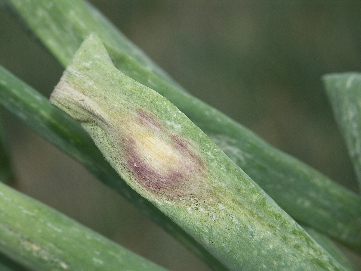 Onion leaf with an oval purple blotch lesion: a pale, whitish centre with a purple border on a green leaf