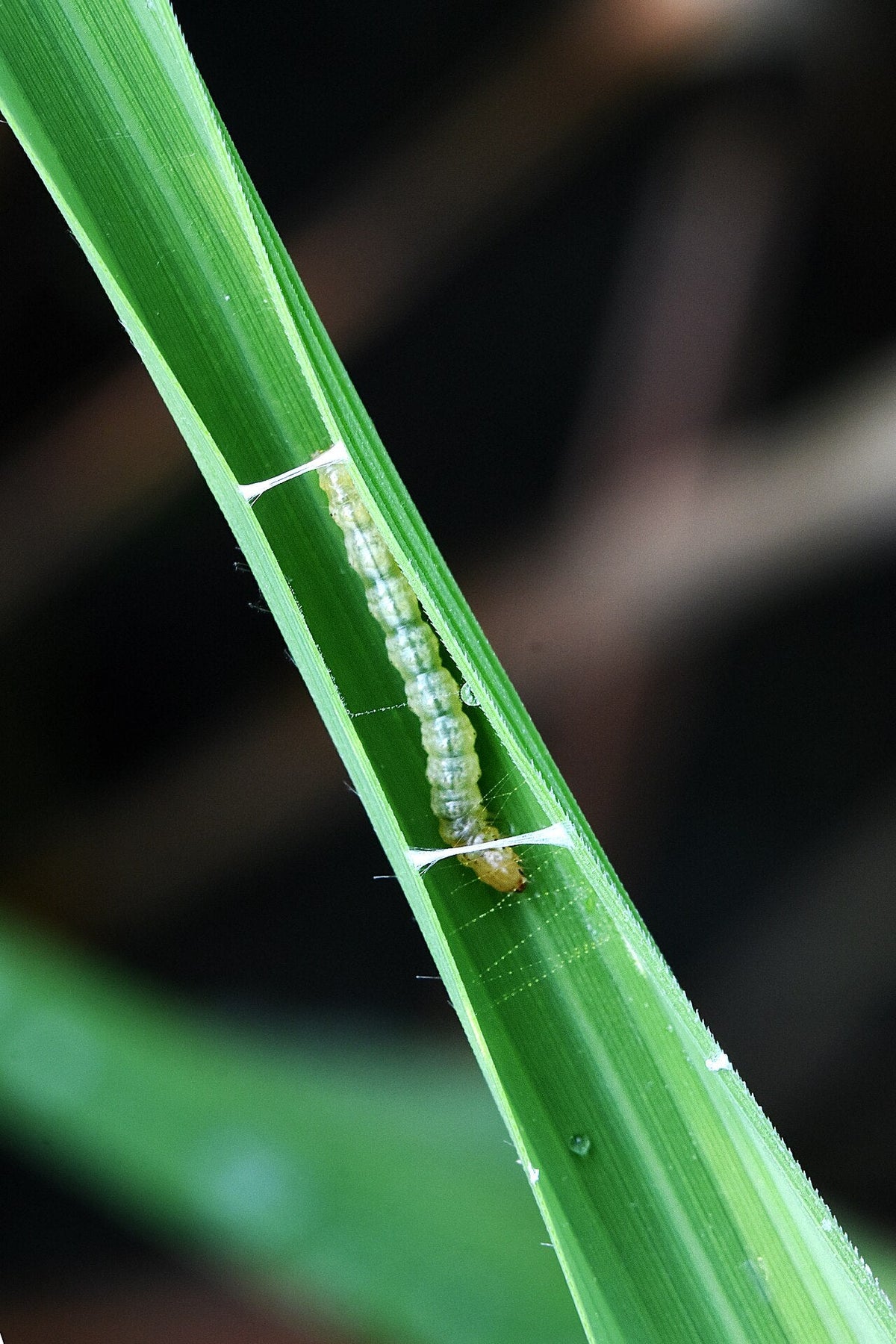 Rice leaf folder caterpillar feeding inside a paddy leaf that is held folded with white silk threads