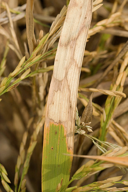 Sheath blight of rice on a paddy leaf: banded straw-grey patches with wavy brown borders, next to ripening panicles