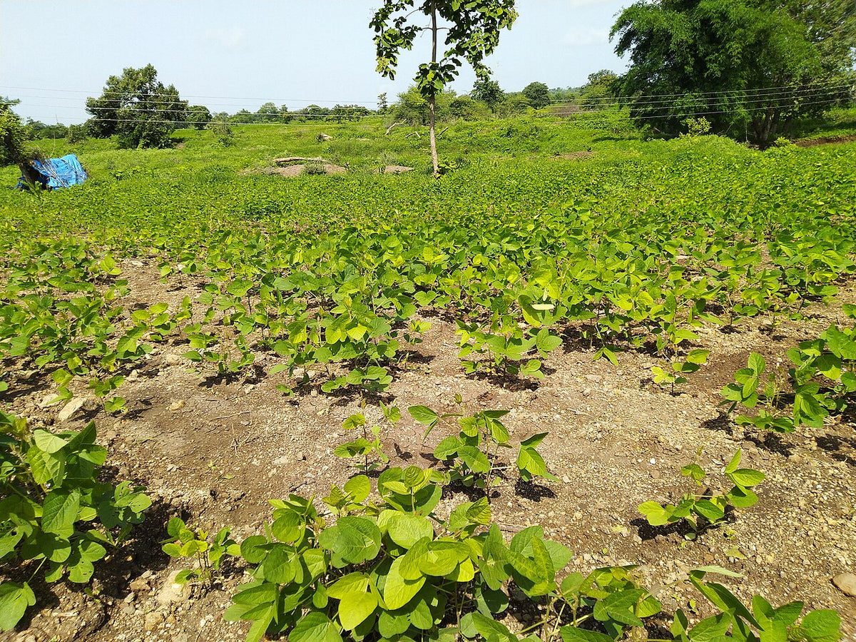 Young soybean crop in the vegetative stage during kharif in Hingoli district, Maharashtra, the stage when farmers should start checking for girdled stems
