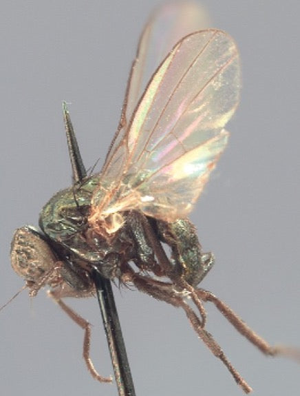 Side view of an adult soybean stem fly, Melanagromyza sojae: a small shiny black fly with clear wings, on a pin