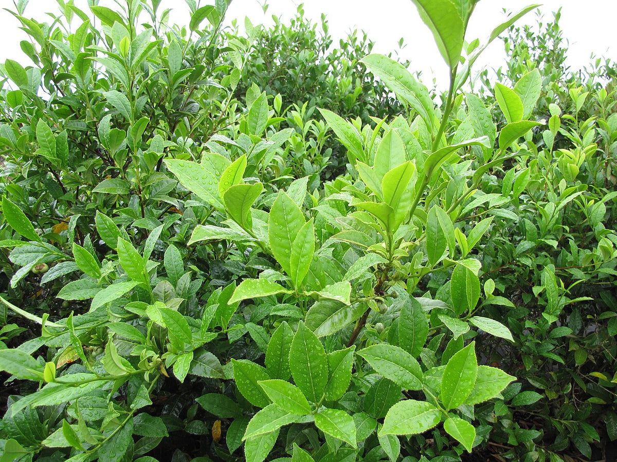 Tea bush with light green young shoots at the top and darker, older mature leaves lower down, where purple mite feeds
