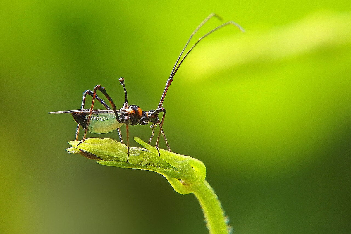 Adult tea mosquito bug Helopeltis theivora on a tender shoot, showing the black head, orange thorax with an upright knobbed spike, pale green belly and very long legs and feelers