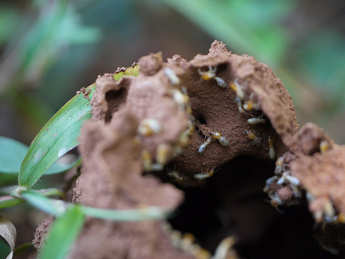 Pale termite workers (white ants) repairing a broken mud nest in the soil beside a grass leaf
