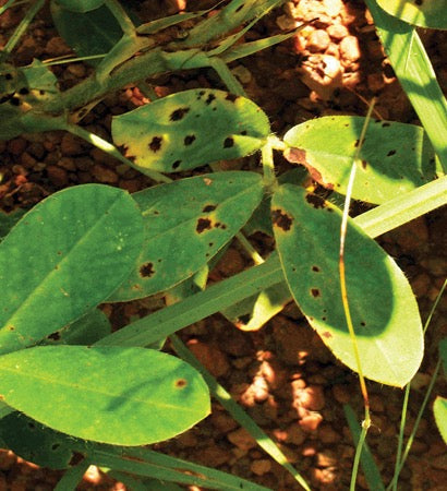 Groundnut plants in a field with brown round spots and yellow halos on the leaves, the early leaf spot form of tikka disease