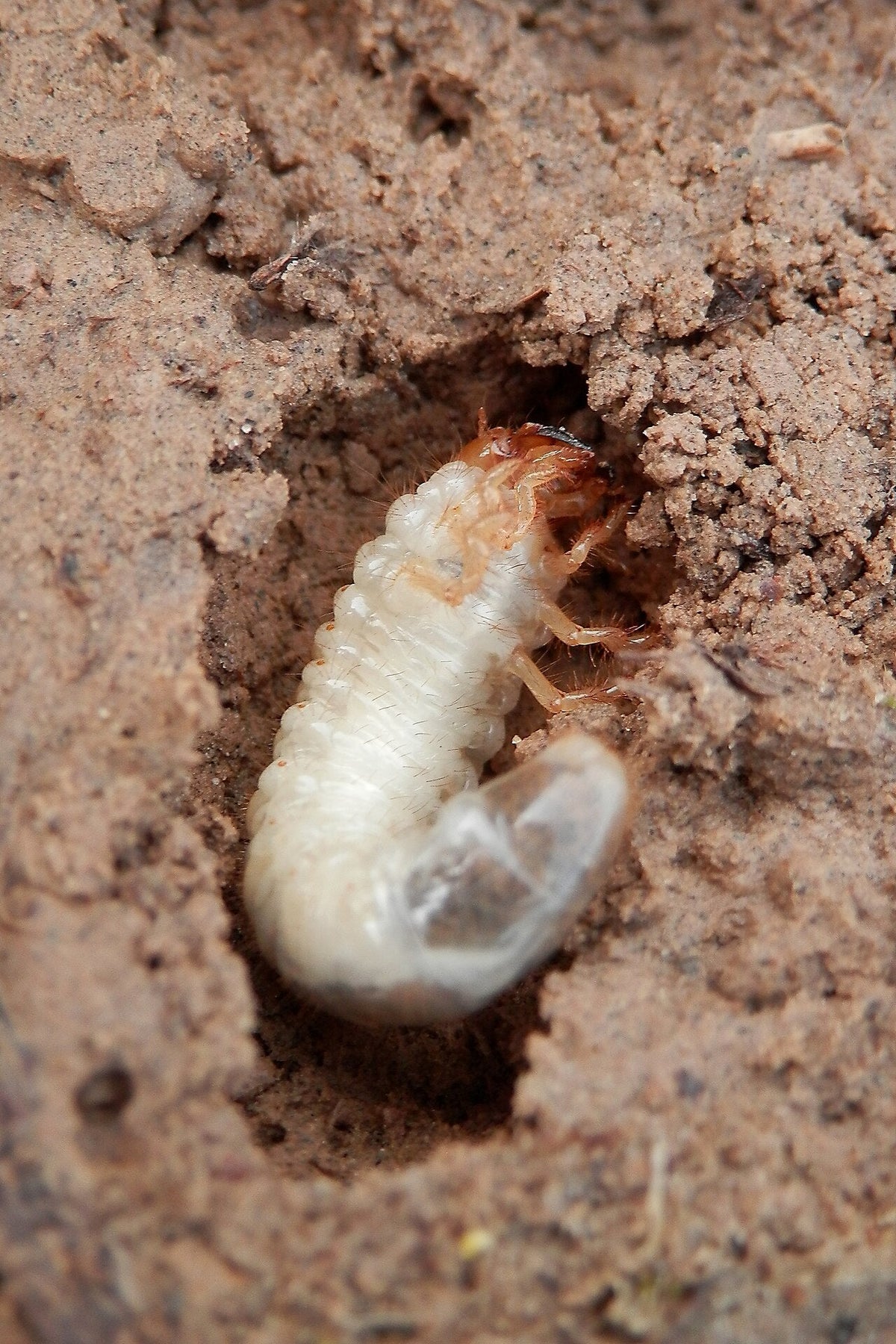 Creamy white C-shaped white grub with a brown head and three pairs of legs, lying in a hollow in sandy soil