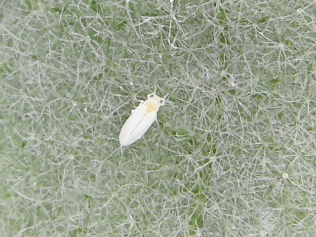 Adult whitefly (Bemisia tabaci) with white wings and a yellow body on the hairy surface of a cotton leaf, the insect that carries cotton leaf curl virus