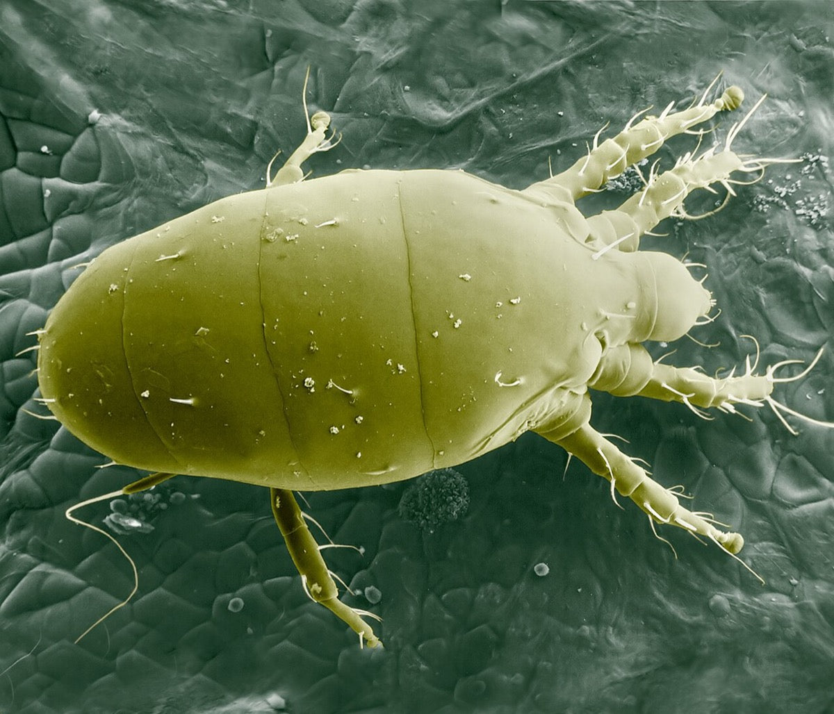 Adult broad mite (Polyphagotarsonemus latus) seen under an electron microscope: an oval, broad body with eight legs on a leaf surface