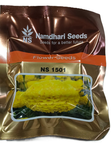 Bright yellow marigold flowers grown from Namdhari NS 1501 F1 hybrid seeds, perfect for gardens and commercial flower production.
