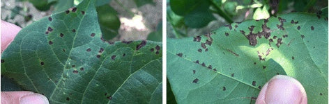 Two cotton leaves with bacterial blight: many small dark brown to black angular spots scattered over the leaf, with some spots joined into larger dead patches
