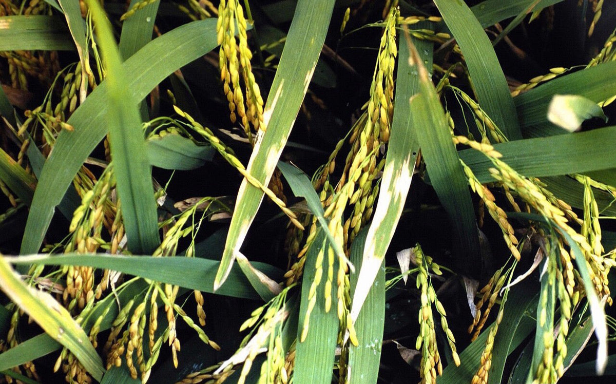 Rice plants at grain filling with bacterial blight: long straw-white stripes running down from the leaf tips and along the leaf edges, with green leaf tissue beside them