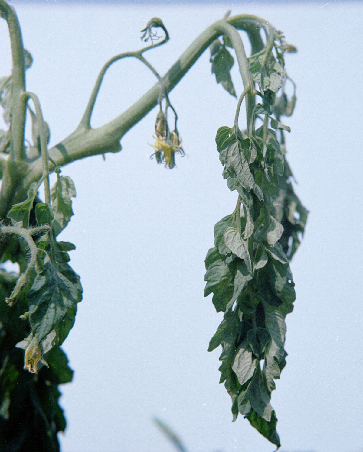 Tomato plant with bacterial wilt: whole branches and leaves hang down limp while the leaves are still green