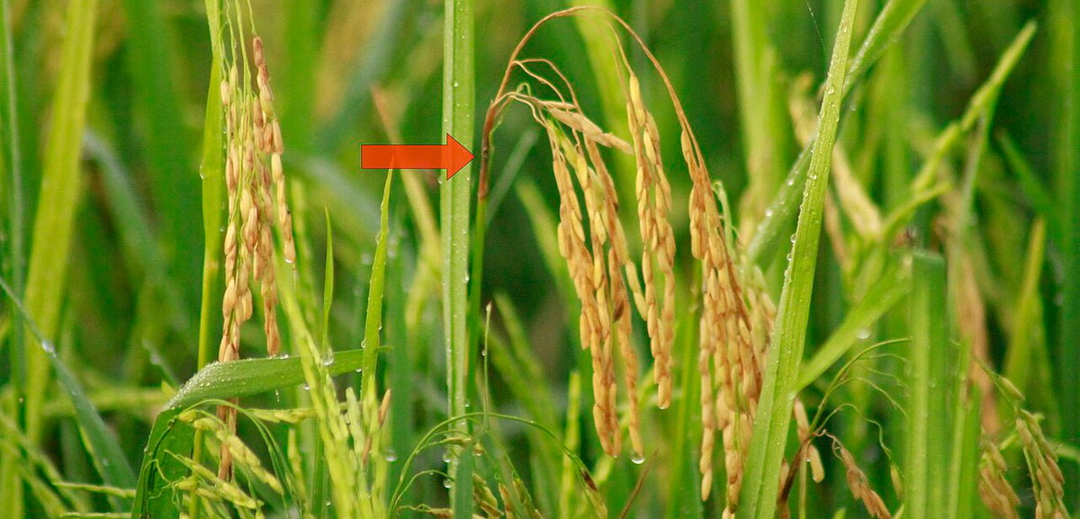 Neck blast in paddy: rice panicle bent over with a dark brown rotted neck, marked by a red arrow