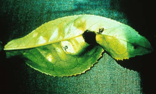 Upper side of a young tea leaf with pale, yellowish, translucent round spots of blister blight that look slightly sunken