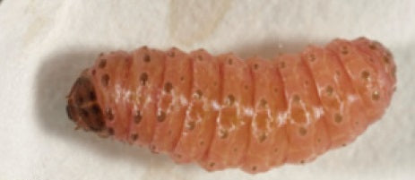 Pink brinjal fruit and shoot borer caterpillar (Leucinodes orbonalis) with a dark brown head, close-up