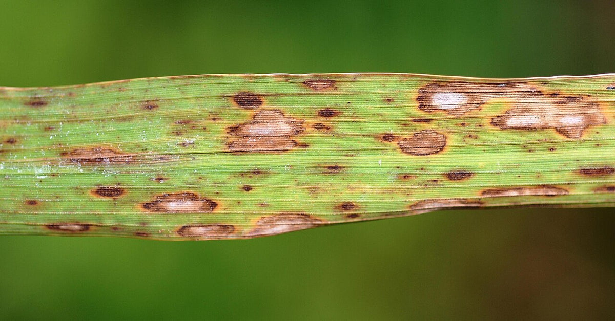 Rice leaf with oval and round brown spot lesions that have light grey centres and dark brown edges, shown as a look-alike of narrow brown leaf spot