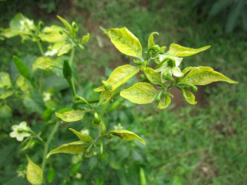 Chilli shoot with leaf curl virus: young leaves pale yellow with green veins and curled at the edges, around open white flowers