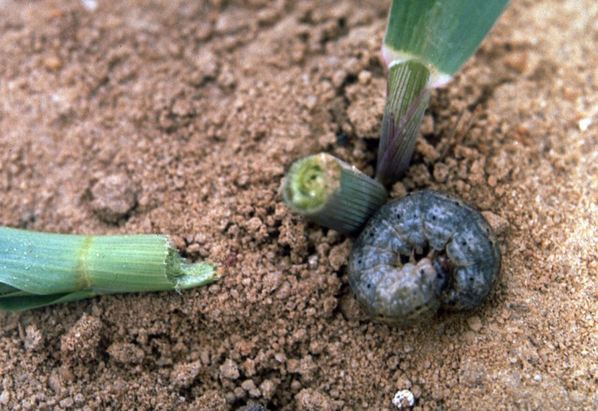 Grey, greasy black cutworm caterpillar (Agrotis ipsilon) curled in a C shape on the soil next to a young maize seedling it has cut off at the base