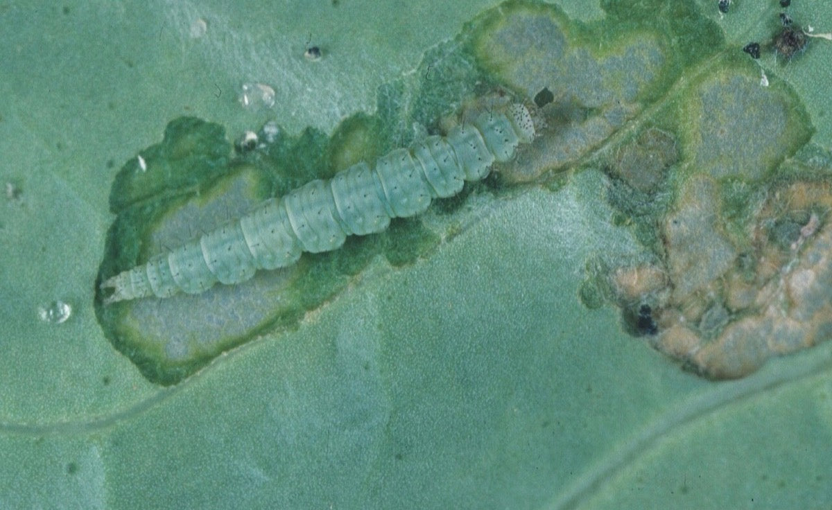 Pale green diamondback moth caterpillar (Plutella xylostella) feeding on a cabbage leaf, with clear window-like patches where the leaf tissue has been eaten