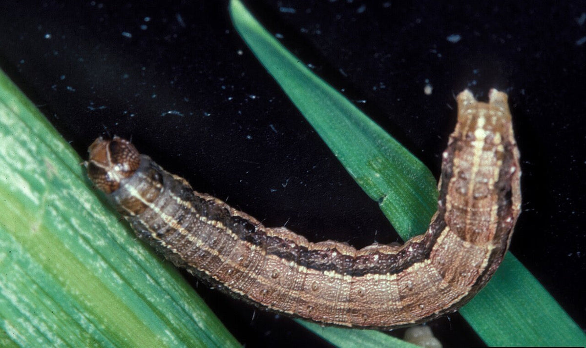 Fall armyworm caterpillar (Spodoptera frugiperda) on a grass leaf, showing the dark head with a pale Y mark and pale lines along the body