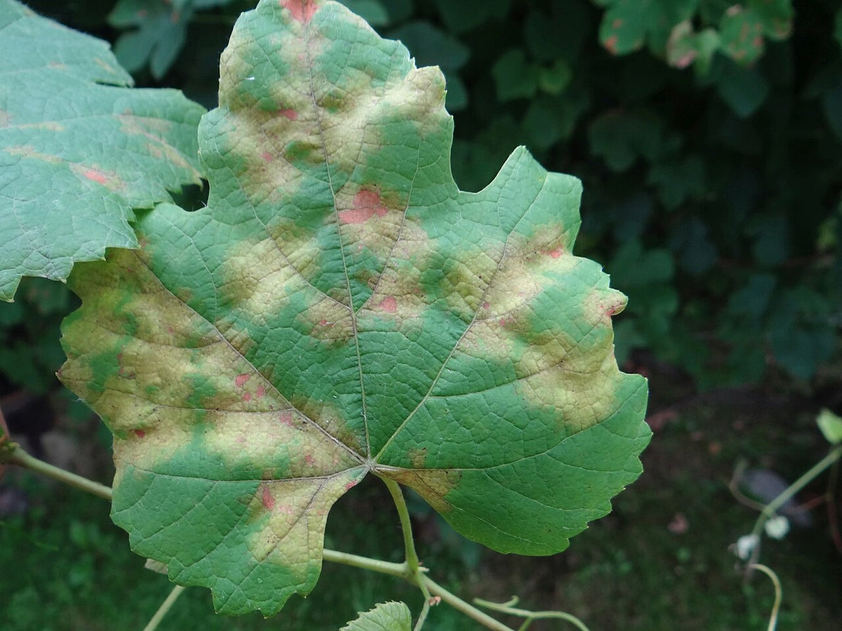 Downy mildew of grapes: yellow oily patches on the upper side of a grape leaf