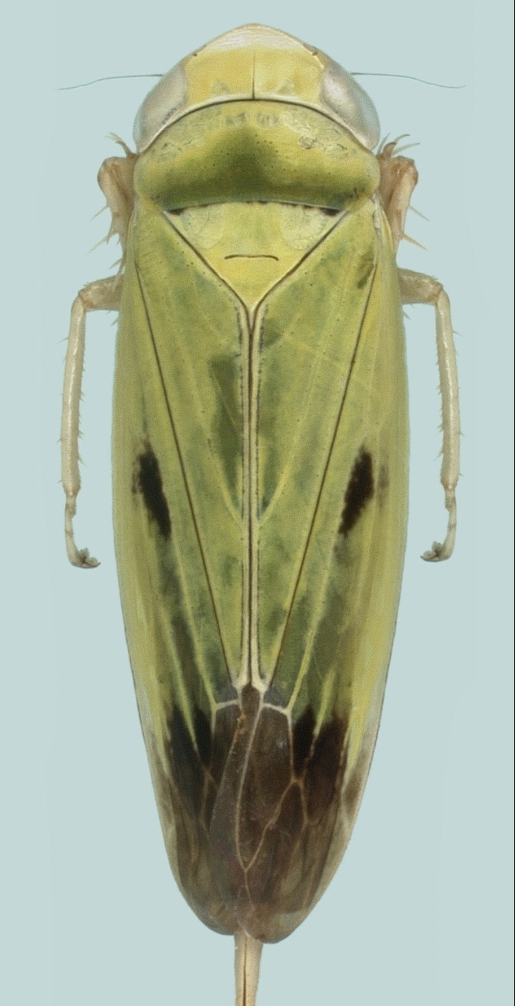 Adult green leafhopper (Nephotettix virescens) seen from above: a bright green, wedge-shaped insect with a black spot on each wing and dark wing tips