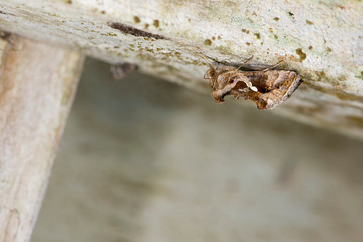 Brown green semilooper moth (Chrysodeixis acuta) resting upside down, with a small silver-white mark on its front wing