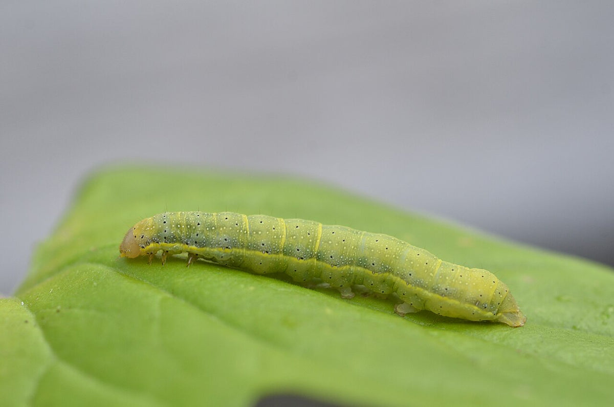 Green Helicoverpa armigera caterpillar (fruit borer larva) with a pale yellow stripe along its side, on a leaf