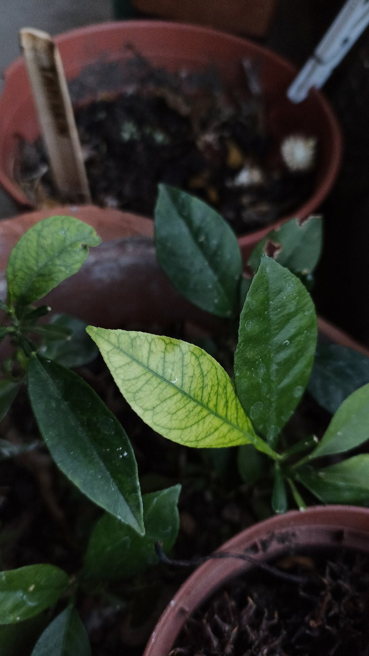 Young leaf with iron deficiency: pale yellow-green leaf blade with a fine net of green veins, next to healthy dark green leaves