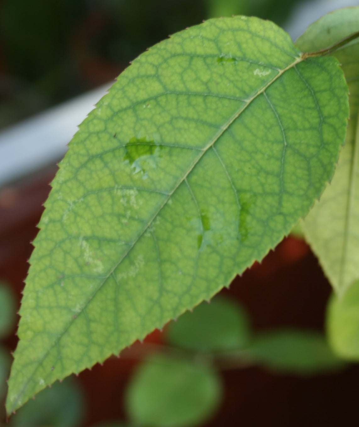 Manganese deficiency on a leaf: pale yellow-green tissue between the veins, with the veins staying darker green in a net pattern