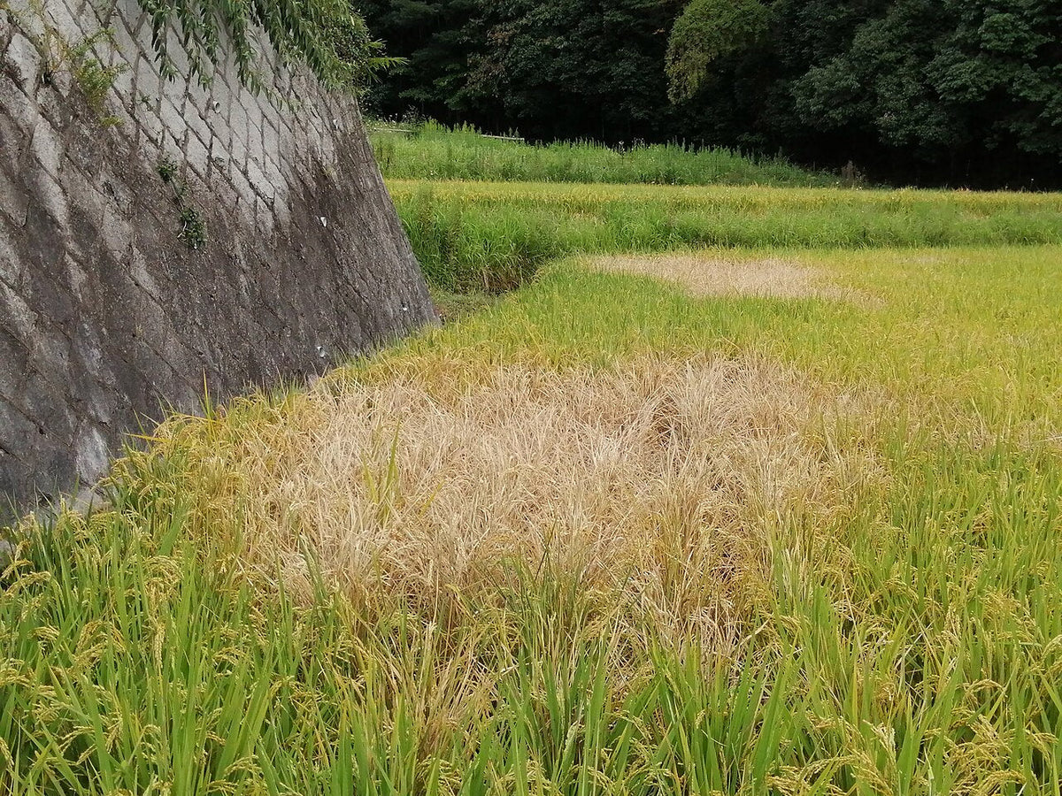 Dry, straw-coloured patch of rice plants in a green paddy field next to a stone wall, damage caused by planthoppers