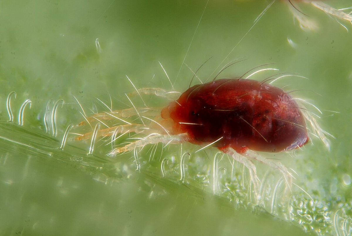 Close-up of a red spider mite (Tetranychus urticae) with eight legs and silk threads on a leaf