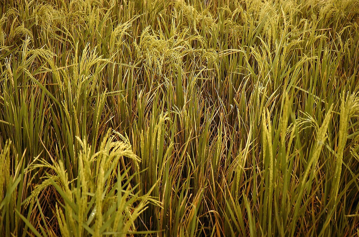 Paddy field with tungro disease: rice plants with yellow to orange leaves mixed in among green plants